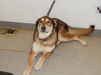 Product - Precious Pets in Winthrop, MA Pet Boarding & Grooming