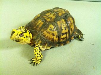 Product - Predators Reptile Center in Mesa, AZ Pet Shop Supplies