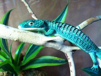 Product - Predators Reptile Center in Mesa, AZ Pet Shop Supplies