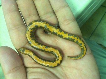 Product - Predators Reptile Center in Mesa, AZ Pet Shop Supplies