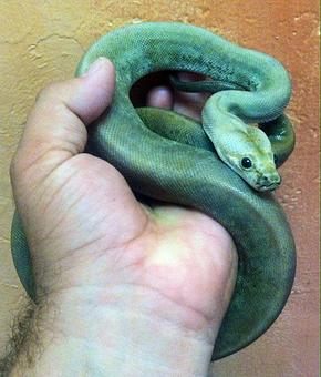 Product - Predators Reptile Center in Mesa, AZ Pet Shop Supplies