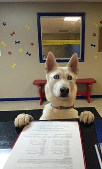 Product - Preppy Pet West Houston in Bear Creek, Colonies, Glencairn, Village News, Deerfield, Lake of Pine Forest, Windsong, Copperfield - Houston, TX Pet Care Services