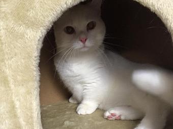 Product - Preppy Pet West Houston in Bear Creek, Colonies, Glencairn, Village News, Deerfield, Lake of Pine Forest, Windsong, Copperfield - Houston, TX Pet Care Services