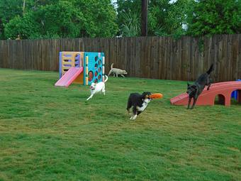 Product - Preppy Pet West Houston in Bear Creek, Colonies, Glencairn, Village News, Deerfield, Lake of Pine Forest, Windsong, Copperfield - Houston, TX Pet Care Services