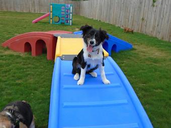 Product - Preppy Pet West Houston in Bear Creek, Colonies, Glencairn, Village News, Deerfield, Lake of Pine Forest, Windsong, Copperfield - Houston, TX Pet Care Services