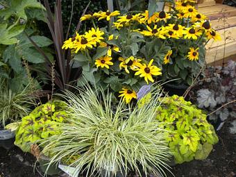 Product - Prickett's Nursery in Santa Rosa, CA Nurseries & Garden Centers