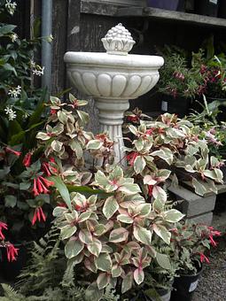 Product - Prickett's Nursery in Santa Rosa, CA Nurseries & Garden Centers
