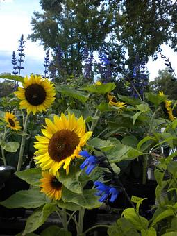 Product - Prickett's Nursery in Santa Rosa, CA Nurseries & Garden Centers