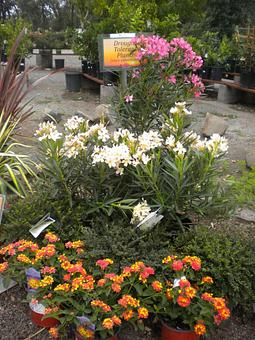 Product - Prickett's Nursery in Santa Rosa, CA Nurseries & Garden Centers