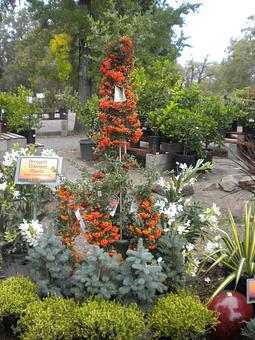 Product - Prickett's Nursery in Santa Rosa, CA Nurseries & Garden Centers