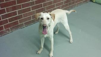 Product - Pup's Day Out in Raleigh, NC Child Care & Day Care Services