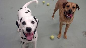 Product - Pup's Day Out in Raleigh, NC Child Care & Day Care Services