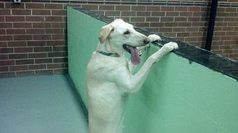Product - Pup's Day Out in Raleigh, NC Child Care & Day Care Services