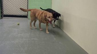 Product - Pup's Day Out in Raleigh, NC Child Care & Day Care Services