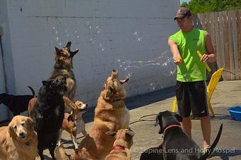 Product - Puppy Playground in Indianapolis, IN Playgrounds Parks & Trails