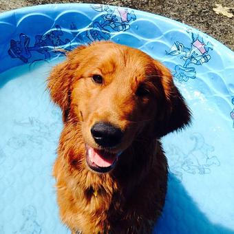 Product - Puppy Playground in Indianapolis, IN Playgrounds Parks & Trails