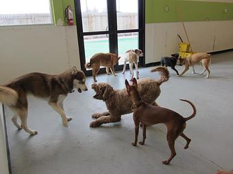 Product - Puppy Playground in Indianapolis, IN Playgrounds Parks & Trails