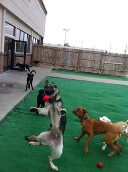 Product - Puppy Playground in Indianapolis, IN Playgrounds Parks & Trails