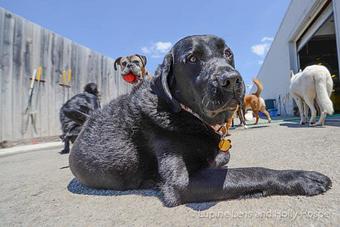 Product - Puppy Playground in Indianapolis, IN Playgrounds Parks & Trails