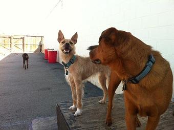 Product - Puppy Playground in Indianapolis, IN Playgrounds Parks & Trails