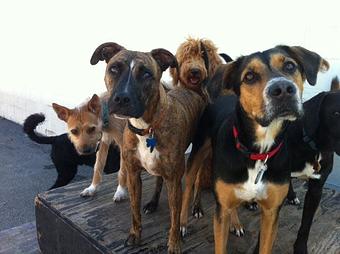 Product - Puppy Playground in Indianapolis, IN Playgrounds Parks & Trails