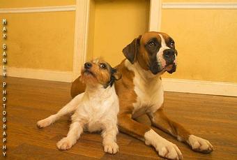 Product - Pups & Pals in Knoxville, TN Pet Boarding & Grooming