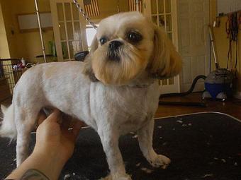 Product - Pups & Pals in Knoxville, TN Pet Boarding & Grooming