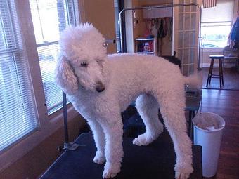 Product - Pups & Pals in Knoxville, TN Pet Boarding & Grooming