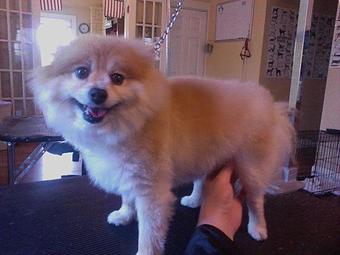 Product - Pups & Pals in Knoxville, TN Pet Boarding & Grooming
