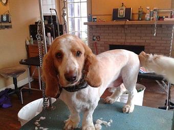 Product - Pups & Pals in Knoxville, TN Pet Boarding & Grooming