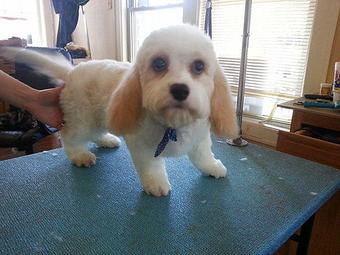 Product - Pups & Pals in Knoxville, TN Pet Boarding & Grooming