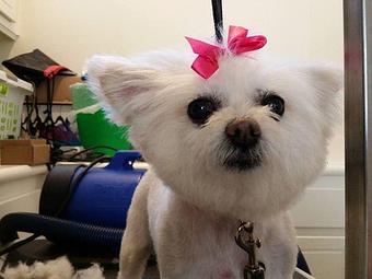 Product - Pure Grooming in Poway-Saber Springs-Scripps Ranch - Poway, CA Pet Boarding & Grooming