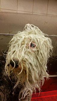Product - Pure Grooming in Poway-Saber Springs-Scripps Ranch - Poway, CA Pet Boarding & Grooming