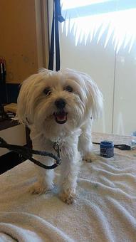 Product - Pure Grooming in Poway-Saber Springs-Scripps Ranch - Poway, CA Pet Boarding & Grooming