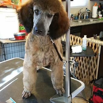 Product - Pure Grooming in Poway-Saber Springs-Scripps Ranch - Poway, CA Pet Boarding & Grooming