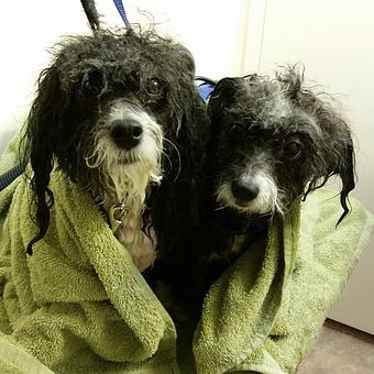 Product - Pure Grooming in Poway-Saber Springs-Scripps Ranch - Poway, CA Pet Boarding & Grooming