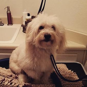 Product - Pure Grooming in Poway-Saber Springs-Scripps Ranch - Poway, CA Pet Boarding & Grooming