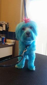 Product - Pure Grooming in Poway-Saber Springs-Scripps Ranch - Poway, CA Pet Boarding & Grooming