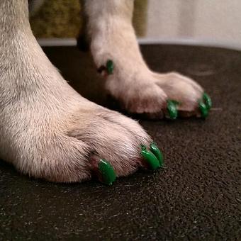 Product - Pure Grooming in Poway-Saber Springs-Scripps Ranch - Poway, CA Pet Boarding & Grooming