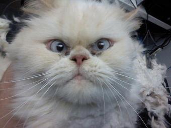 Product - Pure Grooming in Poway-Saber Springs-Scripps Ranch - Poway, CA Pet Boarding & Grooming