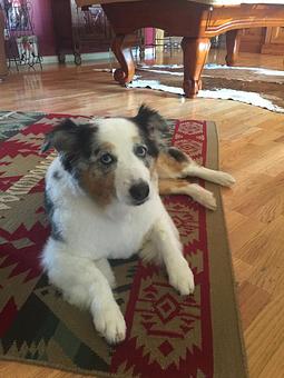 Product - Pure Grooming in Poway-Saber Springs-Scripps Ranch - Poway, CA Pet Boarding & Grooming