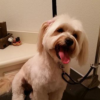 Product - Pure Grooming in Poway-Saber Springs-Scripps Ranch - Poway, CA Pet Boarding & Grooming