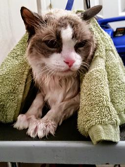 Product - Pure Grooming in Poway-Saber Springs-Scripps Ranch - Poway, CA Pet Boarding & Grooming