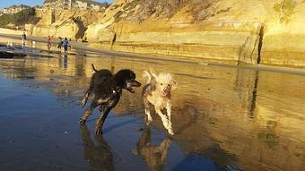 Product - Pure Grooming in Poway-Saber Springs-Scripps Ranch - Poway, CA Pet Boarding & Grooming