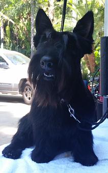 Product - Pure Grooming in Poway-Saber Springs-Scripps Ranch - Poway, CA Pet Boarding & Grooming