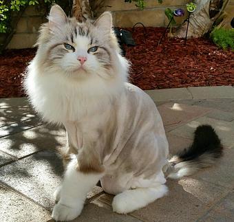Product: Beautiful Cat Lion Haircut - Pure Grooming in Poway-Saber Springs-Scripps Ranch - Poway, CA Pet Boarding & Grooming