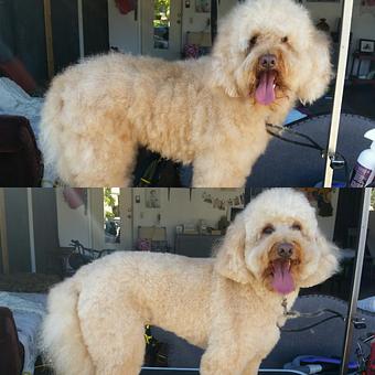 Product - Pure Grooming in Poway-Saber Springs-Scripps Ranch - Poway, CA Pet Boarding & Grooming