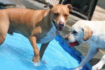 Product - Purr'n Pooch Pet Resort in Tinton Falls, NJ Pet Boarding & Grooming