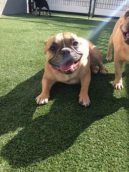 Product - Purr'n Pooch Pet Resort in Tinton Falls, NJ Pet Boarding & Grooming