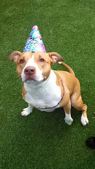 Product - Purr'n Pooch Pet Resort in Tinton Falls, NJ Pet Boarding & Grooming